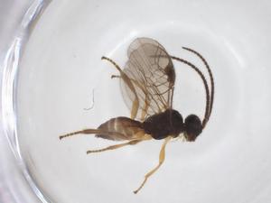  ( - CBG-A52844-D05)  @11 [ ] CreativeCommons - Attribution Share - Alike (2024) Centre for Biodiversity Genomics Centre for Biodiversity Genomics