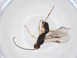  ( - CBG-A52844-E03)  @11 [ ] CreativeCommons - Attribution Share - Alike (2024) Centre for Biodiversity Genomics Centre for Biodiversity Genomics