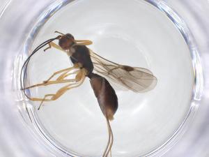  ( - CBG-A52844-E12)  @11 [ ] CreativeCommons - Attribution Share - Alike (2024) Centre for Biodiversity Genomics Centre for Biodiversity Genomics