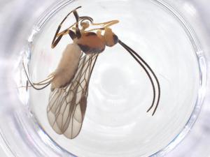  ( - CBG-A52844-G01)  @11 [ ] CreativeCommons - Attribution Share - Alike (2024) Centre for Biodiversity Genomics Centre for Biodiversity Genomics