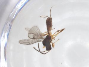  ( - CBG-A52844-G04)  @11 [ ] CreativeCommons - Attribution Share - Alike (2024) Centre for Biodiversity Genomics Centre for Biodiversity Genomics