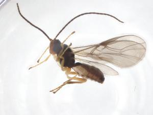  ( - CBG-A52844-H01)  @11 [ ] CreativeCommons - Attribution Share - Alike (2024) Centre for Biodiversity Genomics Centre for Biodiversity Genomics