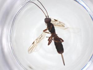  (Rhaconotus Malaise3348 - CBG-A52844-H05)  @11 [ ] CreativeCommons - Attribution Share - Alike (2024) Centre for Biodiversity Genomics Centre for Biodiversity Genomics