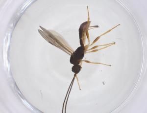  ( - CBG-A52845-A03)  @11 [ ] CreativeCommons - Attribution Share - Alike (2024) Centre for Biodiversity Genomics Centre for Biodiversity Genomics