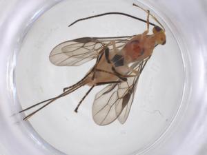  ( - CBG-A52845-A08)  @11 [ ] CreativeCommons - Attribution Share - Alike (2024) Centre for Biodiversity Genomics Centre for Biodiversity Genomics