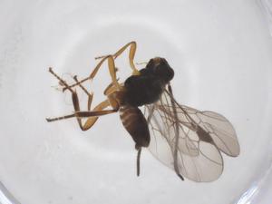  ( - CBG-A52845-B06)  @11 [ ] CreativeCommons - Attribution Share - Alike (2024) Centre for Biodiversity Genomics Centre for Biodiversity Genomics