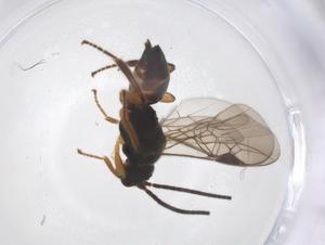  ( - CBG-A52845-C01)  @11 [ ] CreativeCommons - Attribution Share - Alike (2024) Centre for Biodiversity Genomics Centre for Biodiversity Genomics