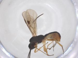  ( - CBG-A52845-C05)  @11 [ ] CreativeCommons - Attribution Share - Alike (2024) Centre for Biodiversity Genomics Centre for Biodiversity Genomics