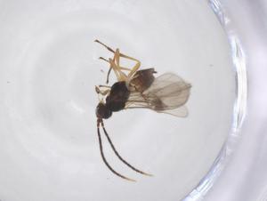  ( - CBG-A52845-C08)  @11 [ ] CreativeCommons - Attribution Share - Alike (2024) Centre for Biodiversity Genomics Centre for Biodiversity Genomics