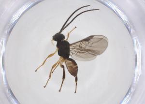  ( - CBG-A52845-D03)  @11 [ ] CreativeCommons - Attribution Share - Alike (2024) Centre for Biodiversity Genomics Centre for Biodiversity Genomics