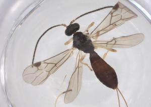  ( - CBG-A52845-D07)  @11 [ ] CreativeCommons - Attribution Share - Alike (2024) Centre for Biodiversity Genomics Centre for Biodiversity Genomics