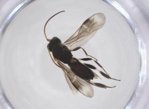  ( - CBG-A52845-D09)  @11 [ ] CreativeCommons - Attribution Share - Alike (2024) Centre for Biodiversity Genomics Centre for Biodiversity Genomics