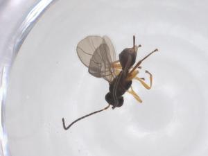  ( - CBG-A52845-D10)  @11 [ ] CreativeCommons - Attribution Share - Alike (2024) Centre for Biodiversity Genomics Centre for Biodiversity Genomics