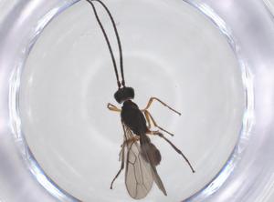  ( - CBG-A52845-D11)  @11 [ ] CreativeCommons - Attribution Share - Alike (2024) Centre for Biodiversity Genomics Centre for Biodiversity Genomics