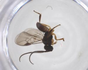  ( - CBG-A52845-F06)  @11 [ ] CreativeCommons - Attribution Share - Alike (2024) Centre for Biodiversity Genomics Centre for Biodiversity Genomics