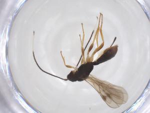  ( - CBG-A52845-F09)  @11 [ ] CreativeCommons - Attribution Share - Alike (2024) Centre for Biodiversity Genomics Centre for Biodiversity Genomics