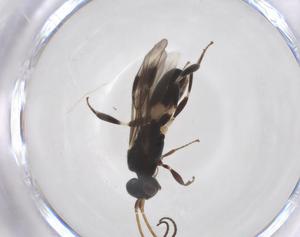  ( - CBG-A52845-G04)  @11 [ ] CreativeCommons - Attribution Share - Alike (2024) Centre for Biodiversity Genomics Centre for Biodiversity Genomics