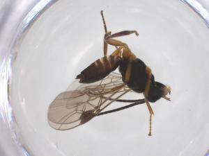  ( - CBG-A52845-G11)  @11 [ ] CreativeCommons - Attribution Share - Alike (2024) Centre for Biodiversity Genomics Centre for Biodiversity Genomics