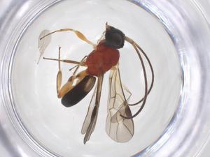  ( - CBG-A52845-H04)  @11 [ ] CreativeCommons - Attribution Share - Alike (2024) Centre for Biodiversity Genomics Centre for Biodiversity Genomics