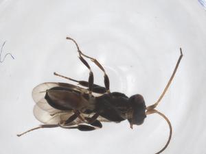  ( - CBG-A52845-H06)  @11 [ ] CreativeCommons - Attribution Share - Alike (2024) Centre for Biodiversity Genomics Centre for Biodiversity Genomics