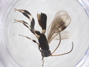  ( - CBG-A52845-H10)  @11 [ ] CreativeCommons - Attribution Share - Alike (2024) Centre for Biodiversity Genomics Centre for Biodiversity Genomics