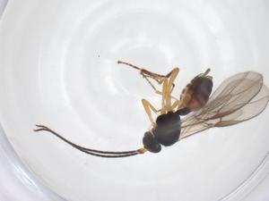  ( - CBG-A52846-A11)  @11 [ ] CreativeCommons - Attribution Share - Alike (2024) Centre for Biodiversity Genomics Centre for Biodiversity Genomics