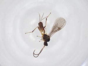  ( - CBG-A52846-B04)  @11 [ ] CreativeCommons - Attribution Share - Alike (2024) Centre for Biodiversity Genomics Centre for Biodiversity Genomics