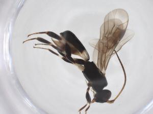  ( - CBG-A52846-B08)  @11 [ ] CreativeCommons - Attribution Share - Alike (2024) Centre for Biodiversity Genomics Centre for Biodiversity Genomics