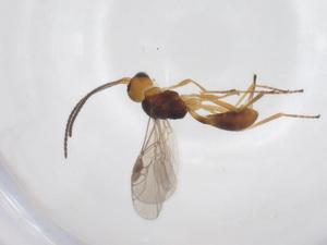  ( - CBG-A52846-B10)  @11 [ ] CreativeCommons - Attribution Share - Alike (2024) Centre for Biodiversity Genomics Centre for Biodiversity Genomics