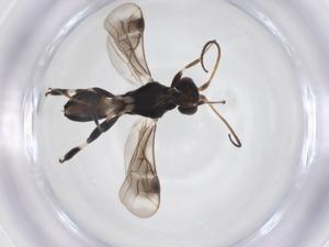  ( - CBG-A52846-C10)  @11 [ ] CreativeCommons - Attribution Share - Alike (2024) Centre for Biodiversity Genomics Centre for Biodiversity Genomics