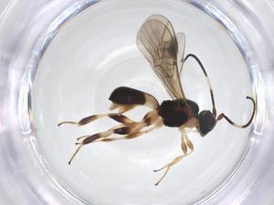  ( - CBG-A52846-D12)  @11 [ ] CreativeCommons - Attribution Share - Alike (2024) Centre for Biodiversity Genomics Centre for Biodiversity Genomics