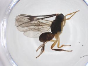  ( - CBG-A52846-E02)  @11 [ ] CreativeCommons - Attribution Share - Alike (2024) Centre for Biodiversity Genomics Centre for Biodiversity Genomics