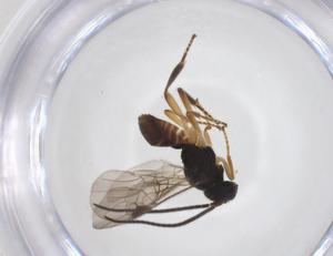  ( - CBG-A52846-E03)  @11 [ ] CreativeCommons - Attribution Share - Alike (2024) Centre for Biodiversity Genomics Centre for Biodiversity Genomics