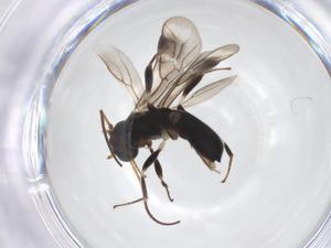  ( - CBG-A52846-E12)  @11 [ ] CreativeCommons - Attribution Share - Alike (2024) Centre for Biodiversity Genomics Centre for Biodiversity Genomics