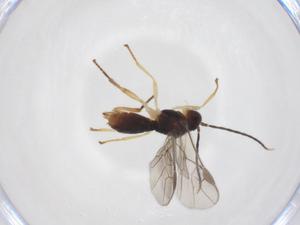  (Stiropius Malaise4055 - CBG-A52846-F02)  @11 [ ] CreativeCommons - Attribution Share - Alike (2024) Centre for Biodiversity Genomics Centre for Biodiversity Genomics