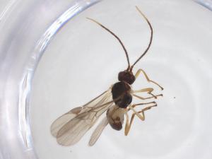  (Mirax malaise4049 - CBG-A52846-F08)  @11 [ ] CreativeCommons - Attribution Share - Alike (2024) Centre for Biodiversity Genomics Centre for Biodiversity Genomics