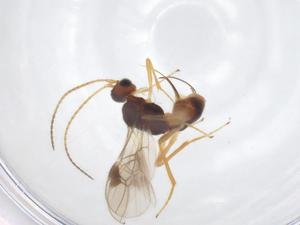  ( - CBG-A52846-F12)  @11 [ ] CreativeCommons - Attribution Share - Alike (2024) Centre for Biodiversity Genomics Centre for Biodiversity Genomics