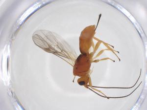  (Allorhogas Malaise8662 - CBG-A52846-G07)  @11 [ ] CreativeCommons - Attribution Share - Alike (2024) Centre for Biodiversity Genomics Centre for Biodiversity Genomics