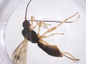  ( - CBG-A52847-B01)  @11 [ ] CreativeCommons - Attribution Share - Alike (2024) Centre for Biodiversity Genomics Centre for Biodiversity Genomics