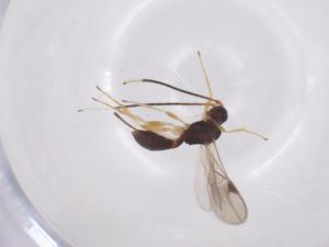  ( - CBG-A52847-B09)  @11 [ ] CreativeCommons - Attribution Share - Alike (2024) Centre for Biodiversity Genomics Centre for Biodiversity Genomics