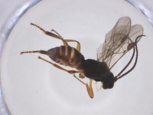  ( - CBG-A52847-C08)  @11 [ ] CreativeCommons - Attribution Share - Alike (2024) Centre for Biodiversity Genomics Centre for Biodiversity Genomics