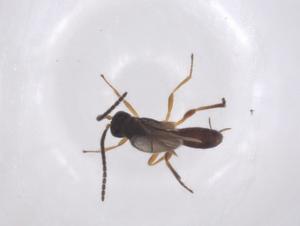  (Dinotrema Malaise4035 - CBG-A52847-D02)  @11 [ ] CreativeCommons - Attribution Share - Alike (2024) Centre for Biodiversity Genomics Centre for Biodiversity Genomics