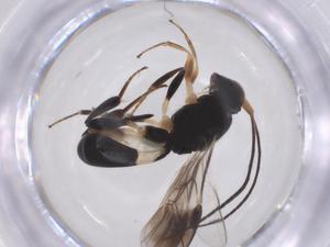  ( - CBG-A52847-E06)  @11 [ ] CreativeCommons - Attribution Share - Alike (2024) Centre for Biodiversity Genomics Centre for Biodiversity Genomics