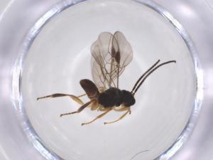  ( - CBG-A52847-E09)  @11 [ ] CreativeCommons - Attribution Share - Alike (2024) Centre for Biodiversity Genomics Centre for Biodiversity Genomics