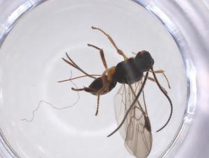  ( - CBG-A52847-E12)  @11 [ ] CreativeCommons - Attribution Share - Alike (2024) Centre for Biodiversity Genomics Centre for Biodiversity Genomics