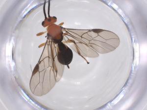  ( - CBG-A52847-G07)  @11 [ ] CreativeCommons - Attribution Share - Alike (2024) Centre for Biodiversity Genomics Centre for Biodiversity Genomics