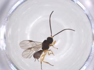  ( - CBG-A52847-G10)  @11 [ ] CreativeCommons - Attribution Share - Alike (2024) Centre for Biodiversity Genomics Centre for Biodiversity Genomics