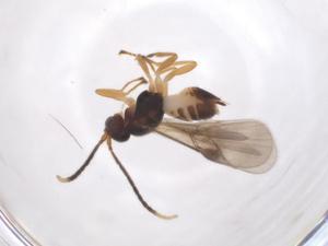  ( - CBG-A52847-H01)  @11 [ ] CreativeCommons - Attribution Share - Alike (2024) Centre for Biodiversity Genomics Centre for Biodiversity Genomics