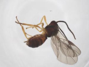  ( - CBG-A52848-A04)  @11 [ ] CreativeCommons - Attribution Share - Alike (2024) Centre for Biodiversity Genomics Centre for Biodiversity Genomics