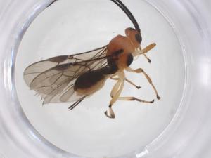  ( - CBG-A52848-A06)  @11 [ ] CreativeCommons - Attribution Share - Alike (2024) Centre for Biodiversity Genomics Centre for Biodiversity Genomics